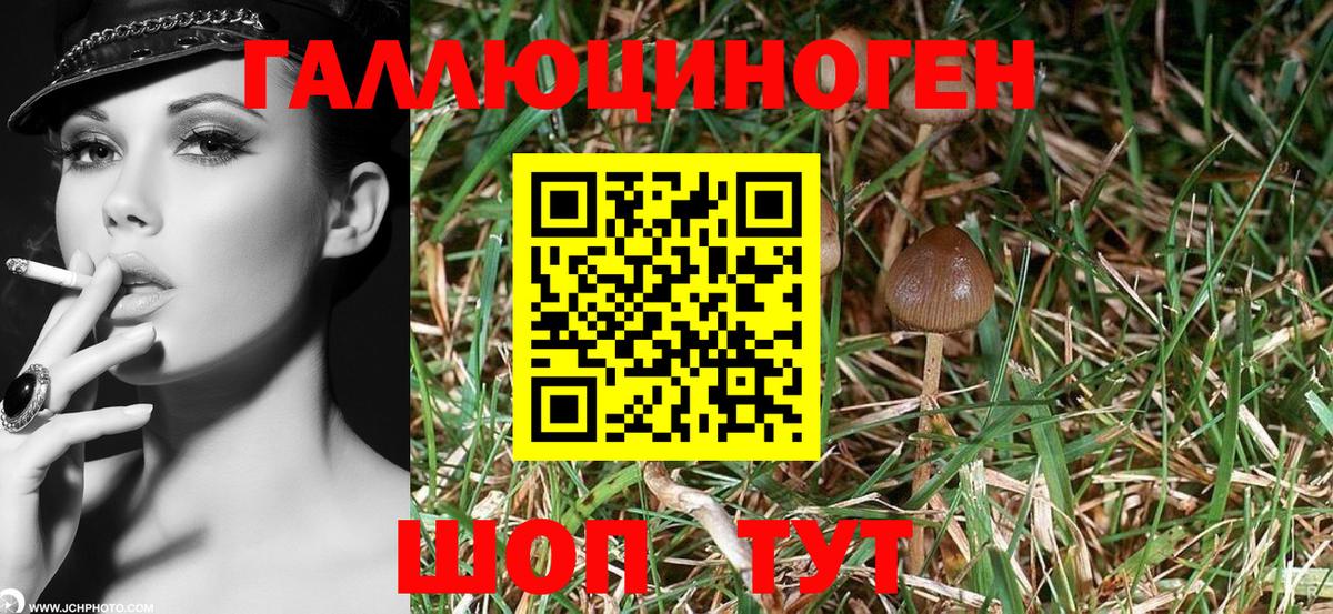 Минусинск  наркошоп  Вход с VPN  Галлюциногенные грибы Psilocybine cubensis 